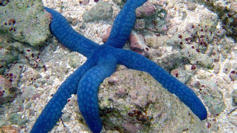 National Park Service Shares Image Of Bizarre Blue Sea Star