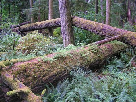 Fallen Trees In Ancient Forest Stock Image Image Of Canada Moss
