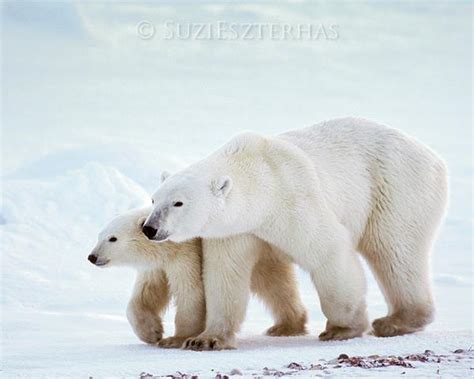 Mom And Baby Polar Bear Photo Baby Animal Prints By Suzi
