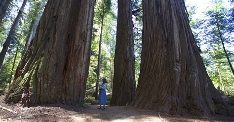 Explore Oregon Podcast Commune With Giants During Visit To Redwoods