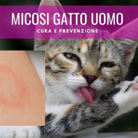 Tigna Del Gatto Cause Sintomi E Cura Con Immagini Miciogatto It