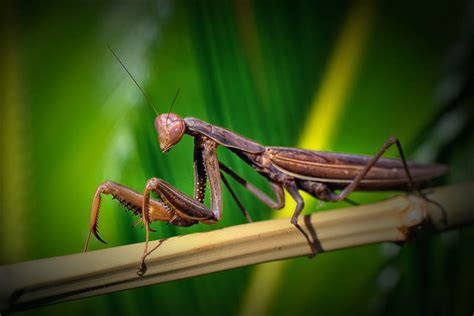 The Incredible Praying Mantis 25 Pics Twistedsifter