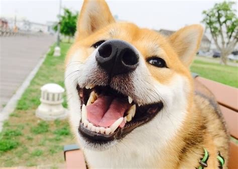 Do Dogs Really Smile The Science Explained All Things Dogs