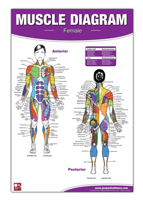 Male And Female Sides Of The Body Stepping Out Secrets