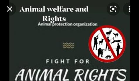 Animal Welfare And Rights