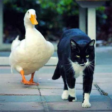 Cat And Duck Best Friends Become Celebrities At University Love Meow