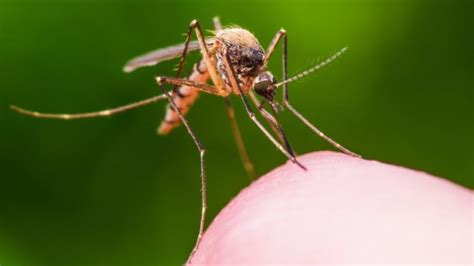 It is most commonly spread to people by . Virusul West Nile face noi victime: doi morți și peste 20 ...