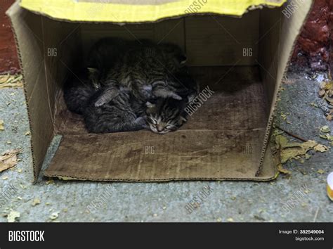 Homeless Kittens Sleep Image And Photo Free Trial Bigstock