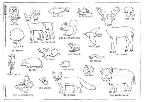 Drucke diese waldtiere ausmalbilder kostenlos aus. Wald Tiere Pflanzen | Wald grundschule, Tiere, Waldtiere