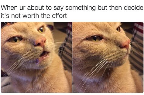 18 Times Cats Were Actually Relatable Af
