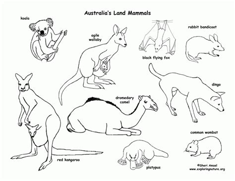 Animal Habitat Coloring Pages Food Ideas