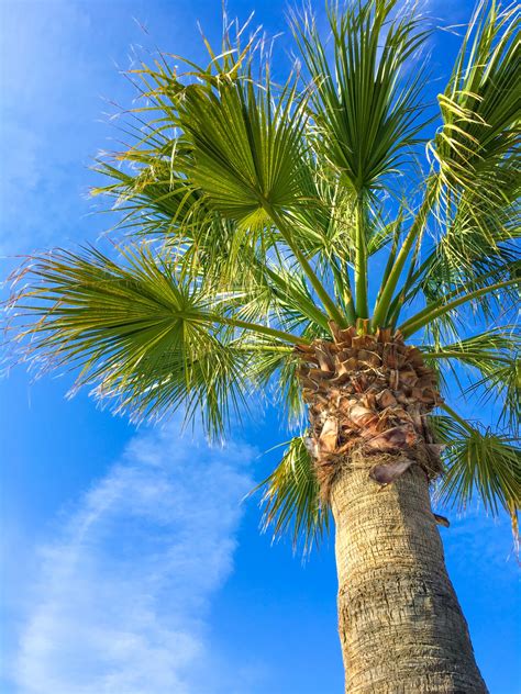 Tropical Palm Trees Free Stock Photo Public Domain Pictures