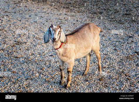 Anglo Nubian Hi Res Stock Photography And Images Alamy