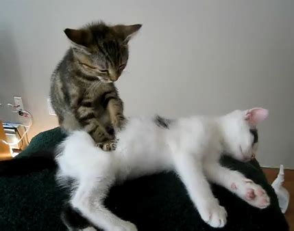 Repeat an endearing phrase over and over again in a soothing tone (or tune) to capture your. Very funny Cat videos | Funny Images and videos of the day
