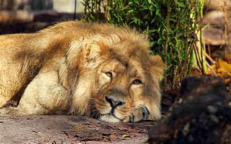 Fonds Decran 2560x1600 Fauve Lions Animaux Télécharger Photo