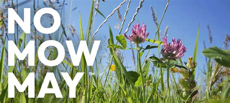 No Mow May 5 Years Of Pollinator Help Happy Eco News