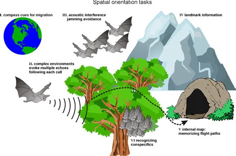 A Selection Of Orientation Tasks Of Bats I Some Species Of Bats Download Scientific Diagram