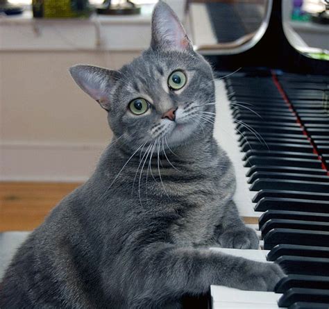 Wisconsin Madison University Scientists Create Bach For Cats Music
