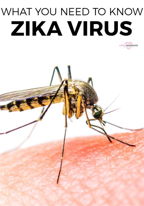 Zika Virus What You Absolutely Must Know Love And Marriage