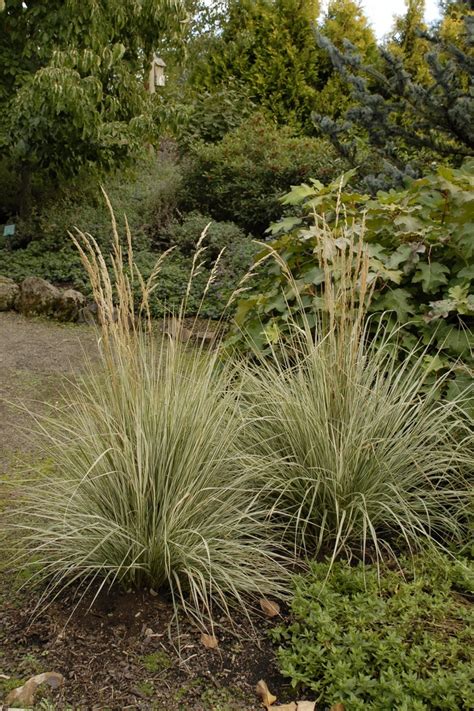 Calamagrostis Acutiflora Overdam Variegated Feather