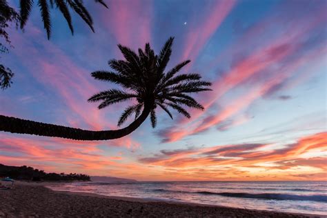 Colorful Sunset Behind A Palm Tree At Sunset Beach Oahu