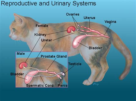 Feline Anatomy Chart