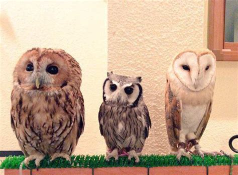 Take A Look Inside One Of Tokyos Owl Cafes Bored Panda