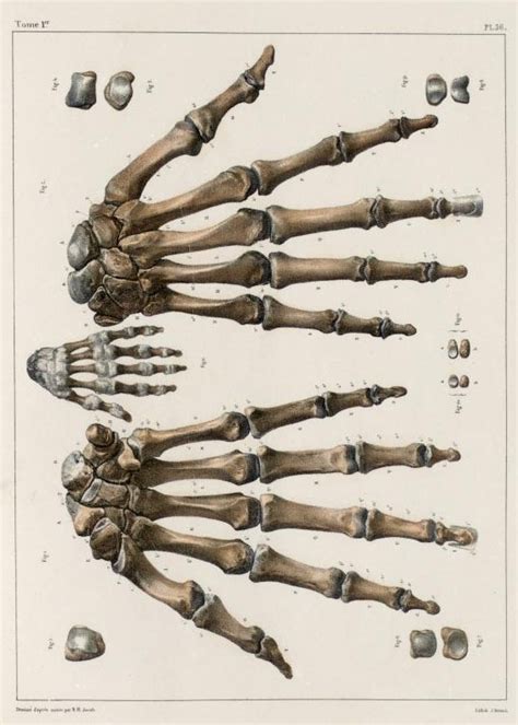 We did not find results for: 103 best images about skeleton skull bones | human on ...
