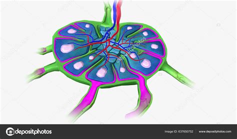 Lymph Nodes Bean Shaped Organs Distributed Lymphatic Vessels Rendering