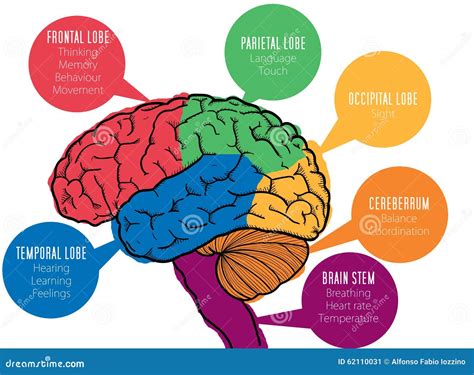 Human Brains Functions Stock Illustration Image 62110031