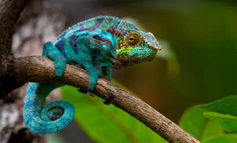 Scientists Rediscover Madagascar Chameleon Last Seen 100 Years Ago