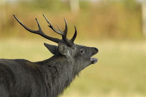 Pin By Arina Animallover On Sika Deer Animals Deer Moose