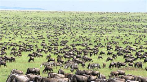 Complete Guide To 2022 2023 Wildebeest Migration