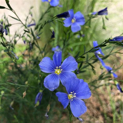 Blue Flax Seeds Linum Perenne High Country Gardens
