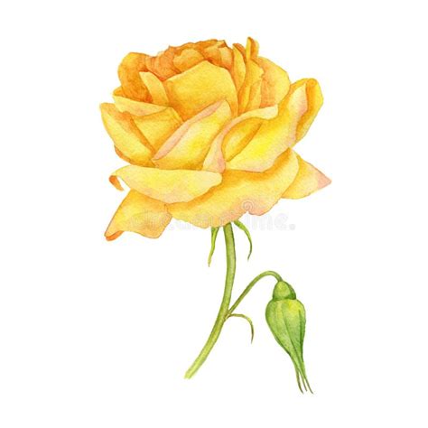 Watercolor Yellow Rose Stock Illustration Illustration Of Bouquet