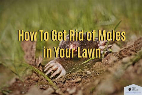 How To Get Rid Of Moles In Your Lawn Pest Brigade