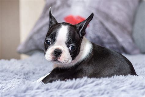 Teacup Boston Terriers What To Know About Miniature Boston Terriers