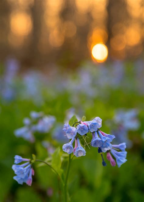 Virginia Bluebells Bluebells At Peak Bloom In The Evening Flickr