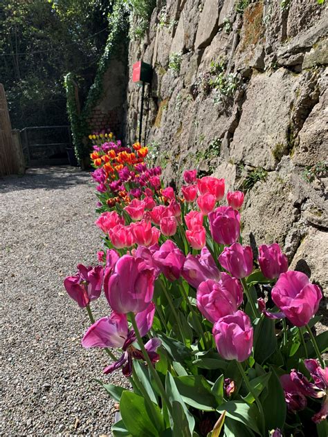 Check spelling or type a new query. Fiori Bianchi Orto Spontanee - Torvum O Chrysotrichum ...