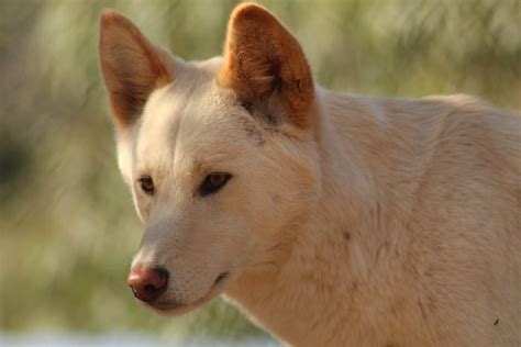 Are Dingoes Their Own Species