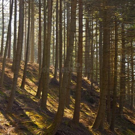 Pine Tree Plantation Wales United Kingdom Stock Photo Image Of