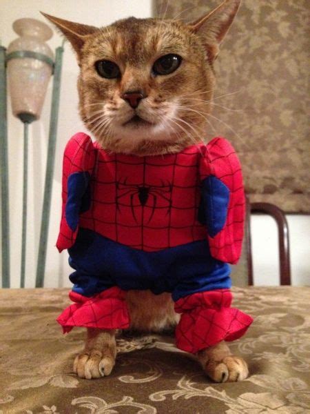 Pin De I Pet Paw En Spider Man Costumed Cats