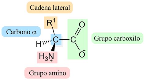 Estructura Molecular De Aminoacidos Dinami