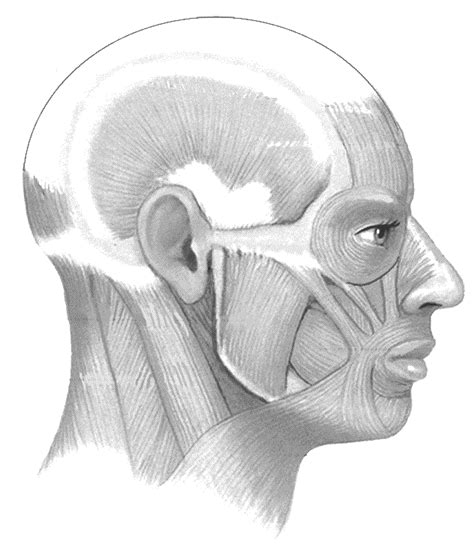 The muscular system is made up of specialized cells called muscle fibers. Muscles of the Head