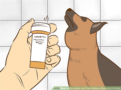 How To Recognize And Treat Salivary Mucocele In Dogs 12 Steps Wiki