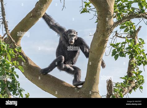 Chimpanzee Swing High Resolution Stock Photography And Images Alamy
