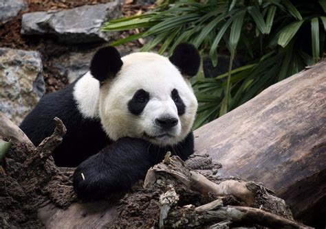 Giant Pandas No Longer Endangered Due To Sustained Conservation Efforts