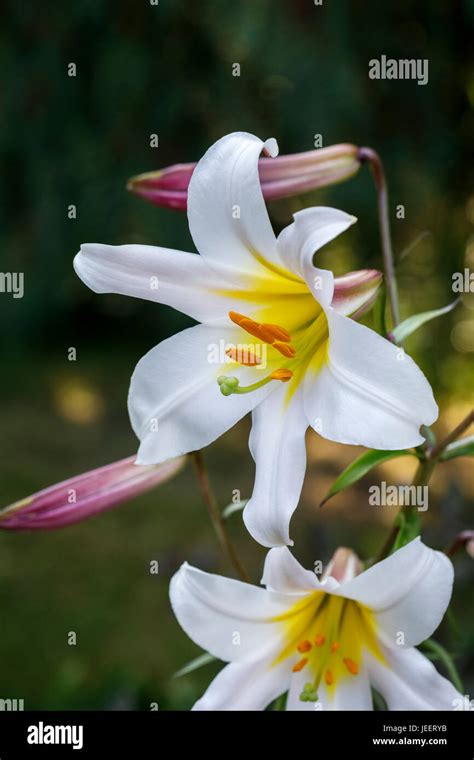 White Trumpet Lily Lilium Regale Or Regale Lily Flowering In Summer