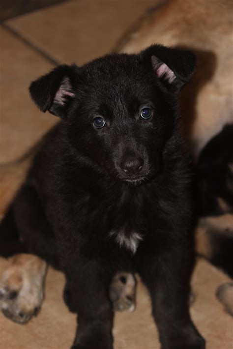 Because this breed can have joint issues, keep your. German Shepherd puppies for sale