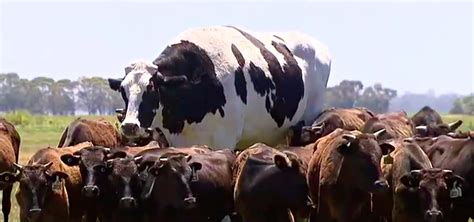Largest Cow In The World Record All About Cow Photos My XXX Hot Girl